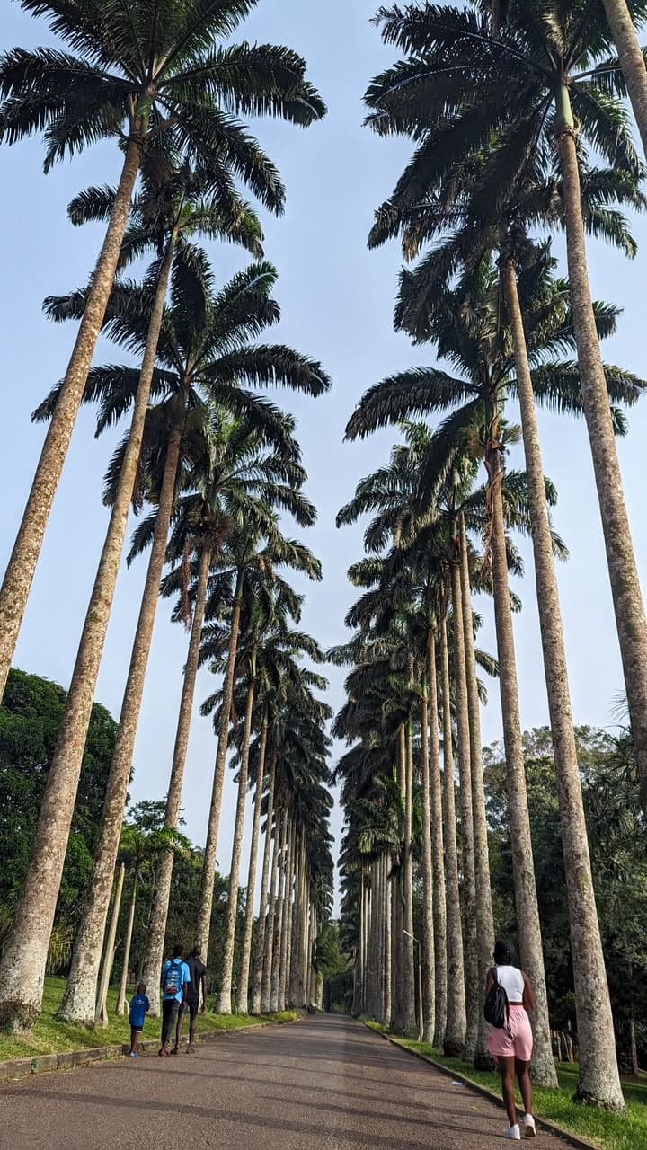 Lush forest canopy over the Aburi Botanical Gardens